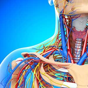Online Anatomy and Physiology