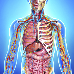 Anatomy and Physiology online course